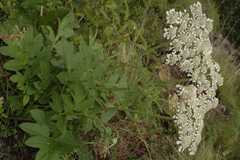 Heracleum candicans